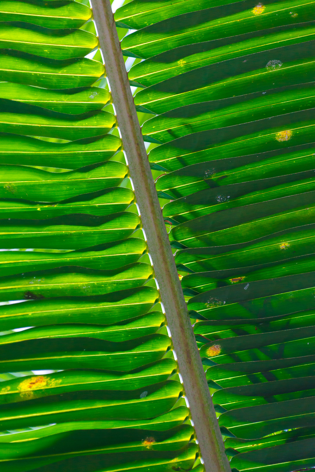 palm-tree-leaf-pattern-free-stock-photo-public-domain-pictures