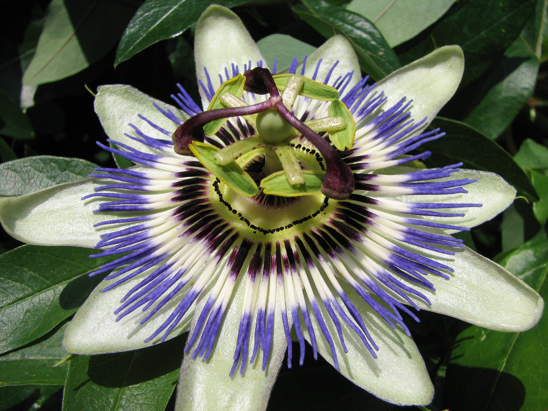 Image result for passion flower