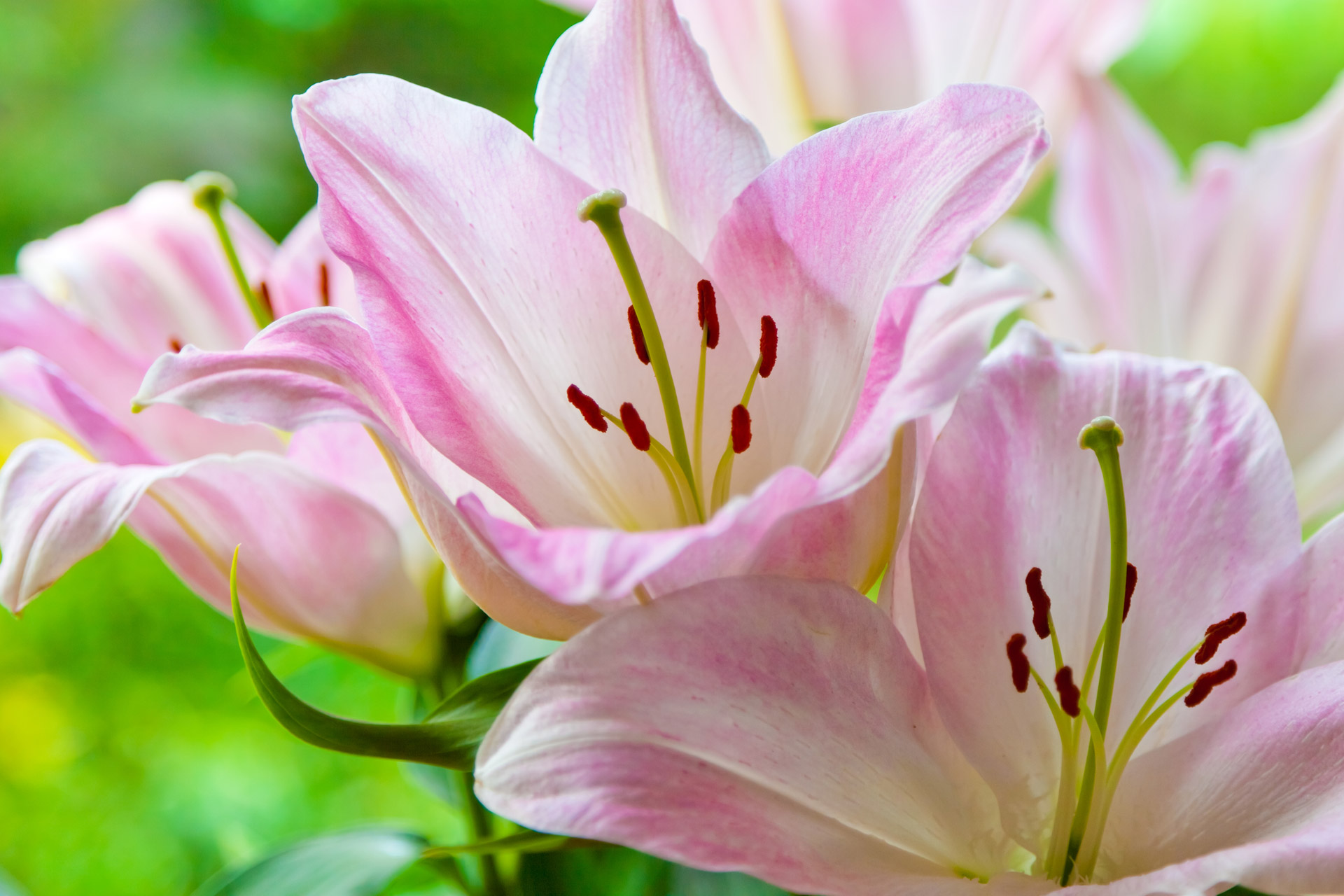 pink-lilies-free-stock-photo-public-domain-pictures