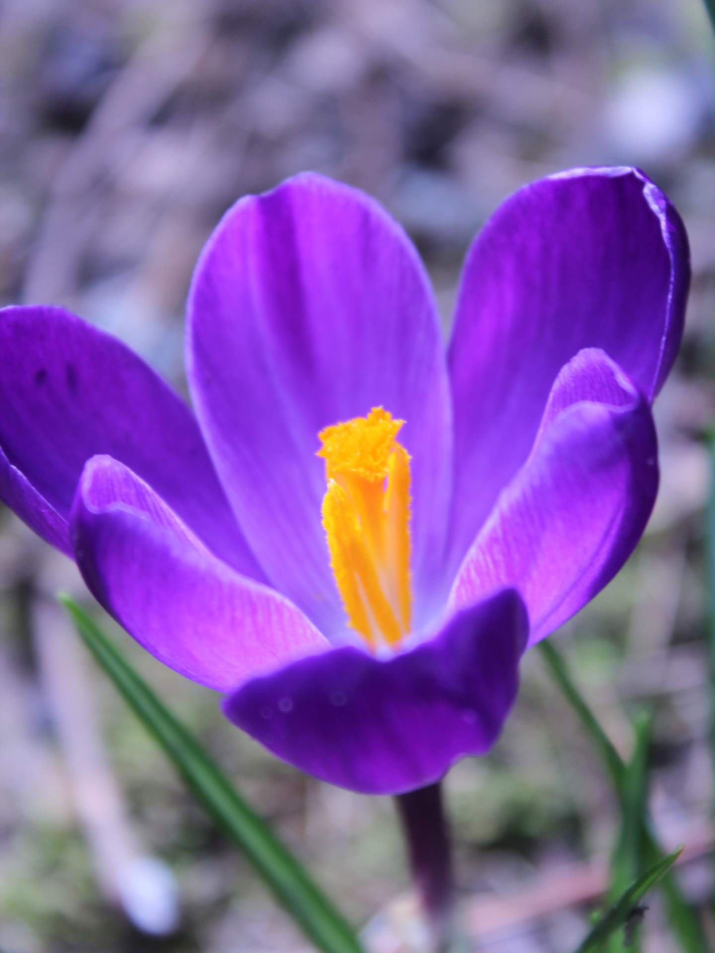 紫色 紫色的 花 - Pixabay上的免费图片 - Pixabay