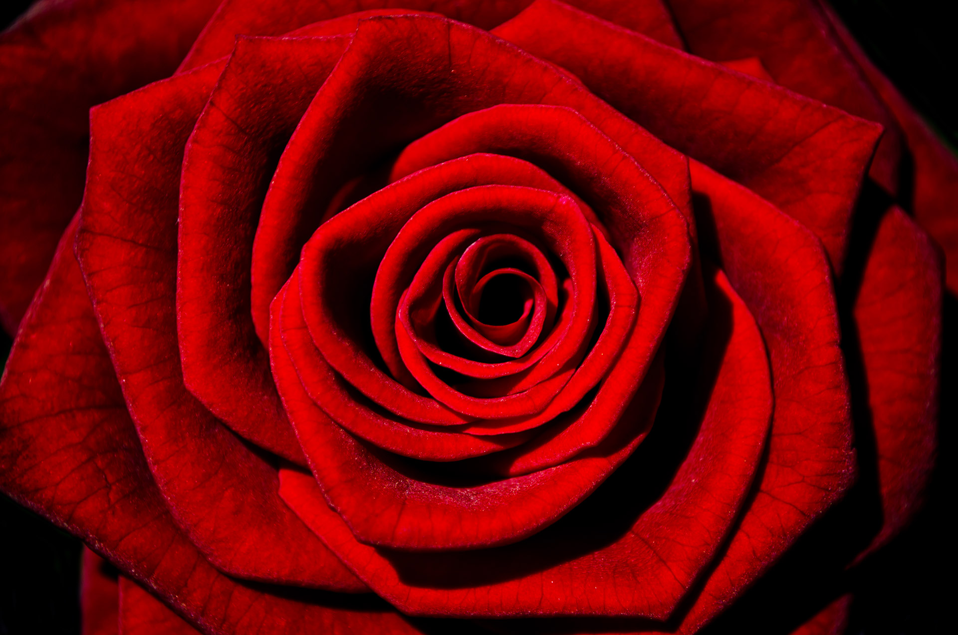 ผล๥าร๨้นหารูปภาพสำ​หรับ red rose