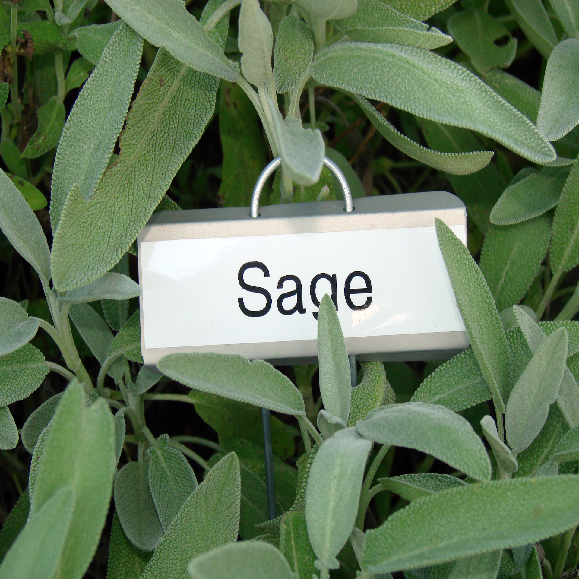 Sage Plant Free Stock Photo - Public Domain Pictures