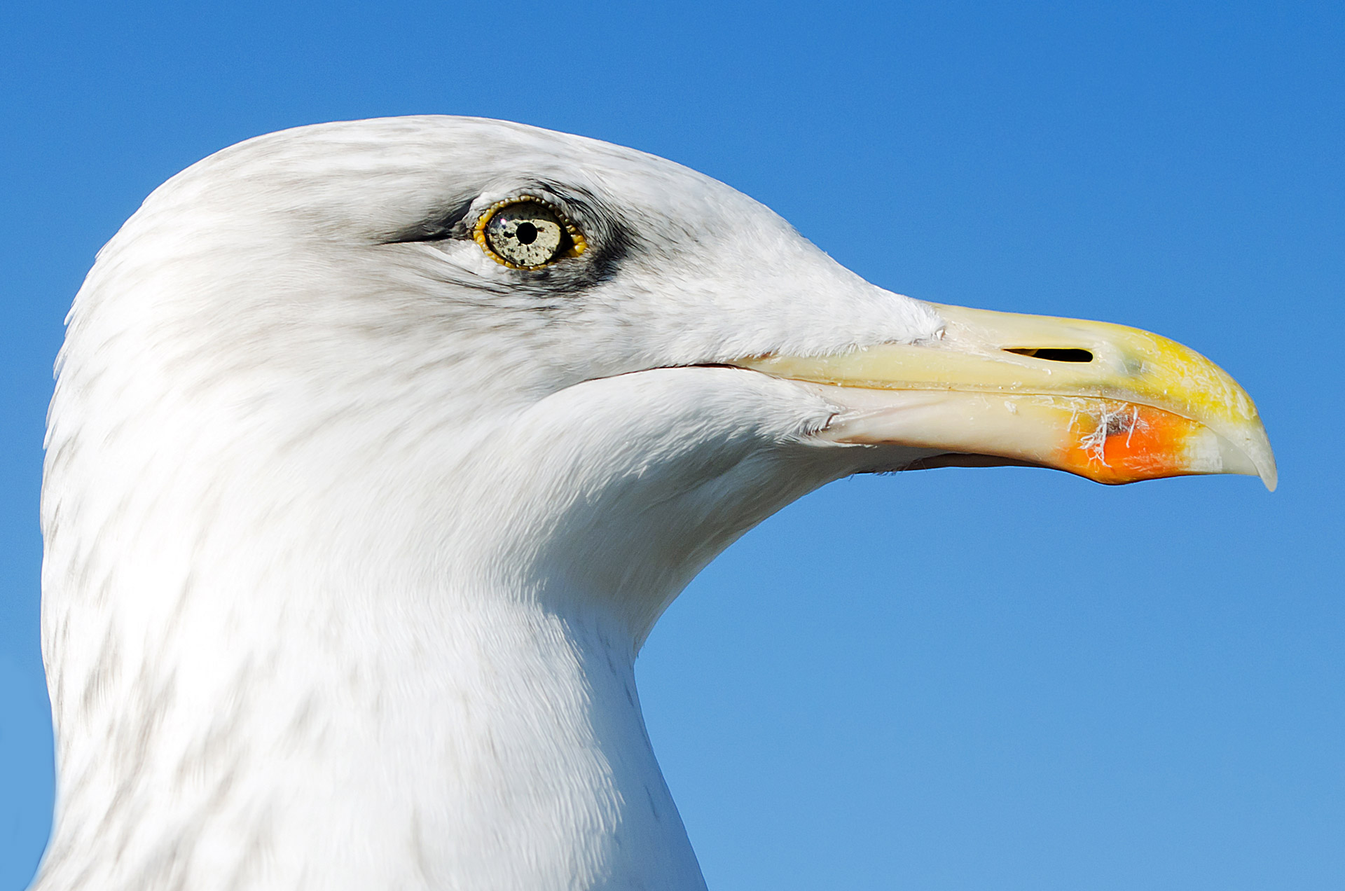 Seagull Free Stock Photo - Public Domain Pictures
