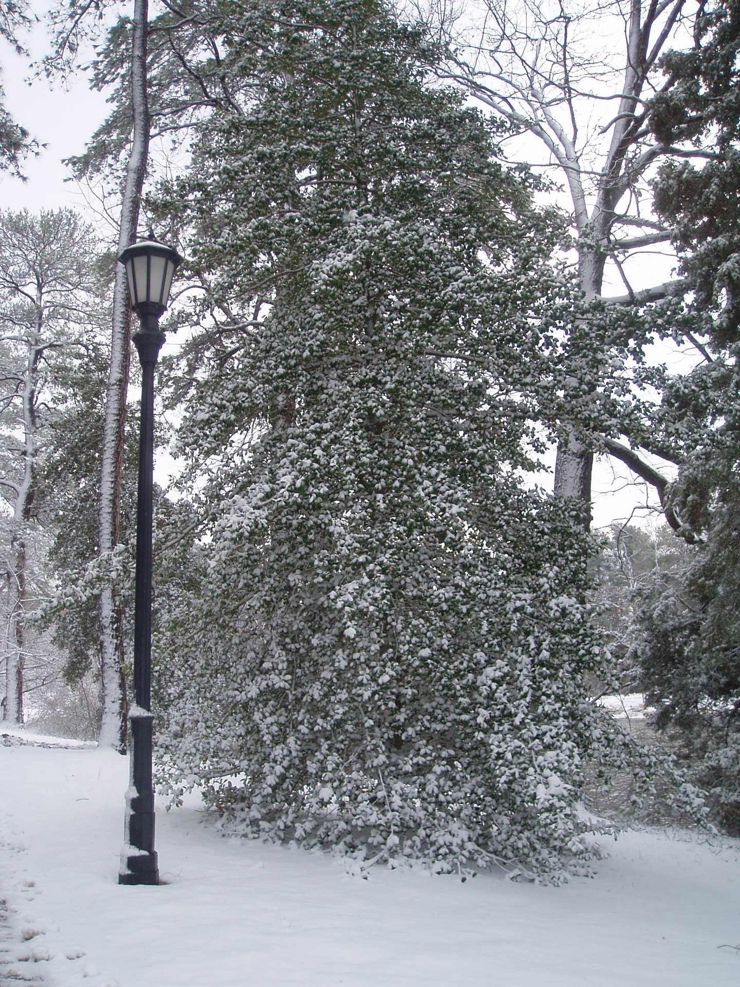 Snowy Tree & Light Pole