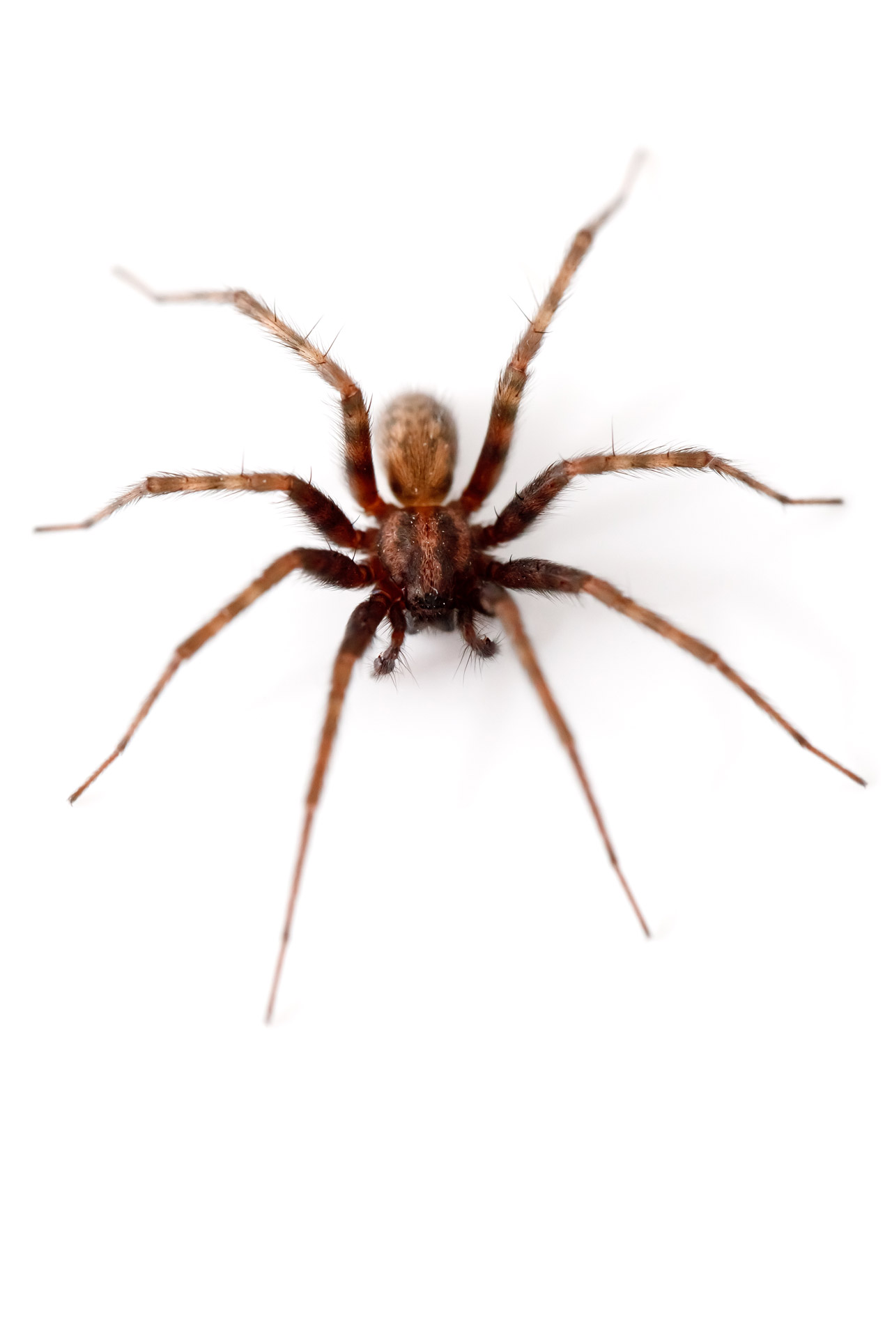 spider-isolated-free-stock-photo-public-domain-pictures