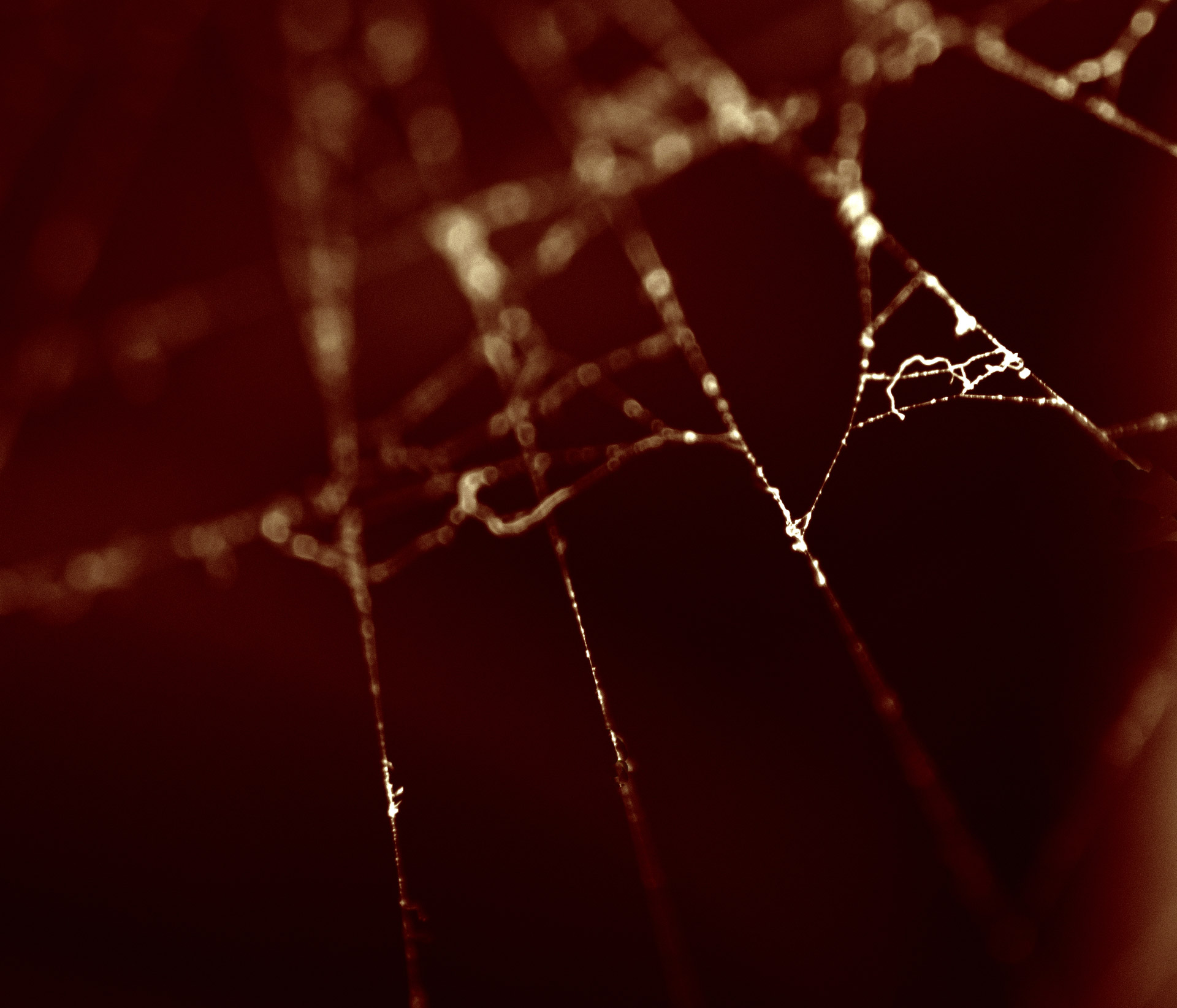 Spider Web Free Stock Photo Public Domain Pictures