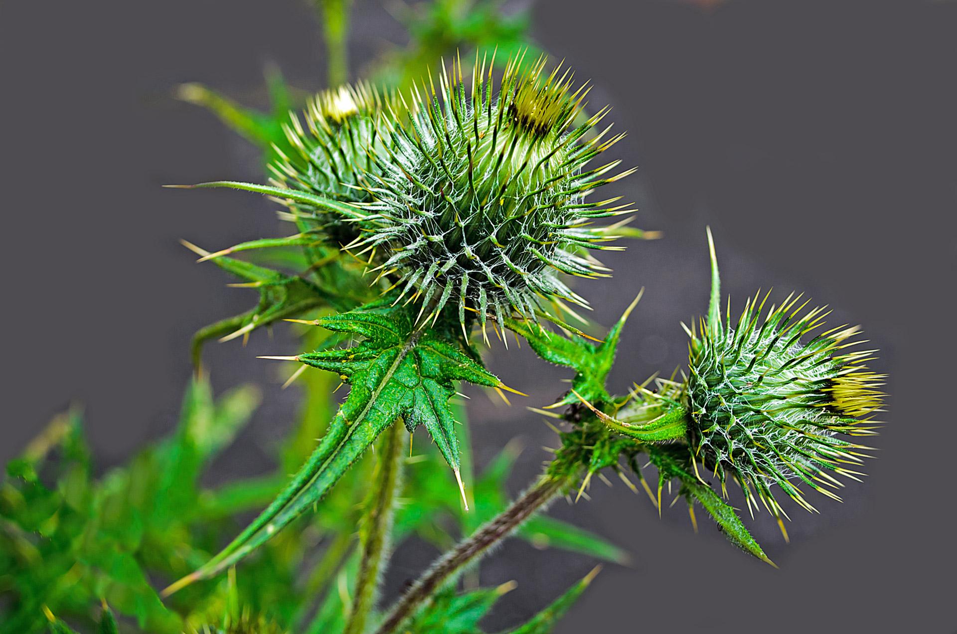 Thistle Free Stock Photo - Public Domain Pictures