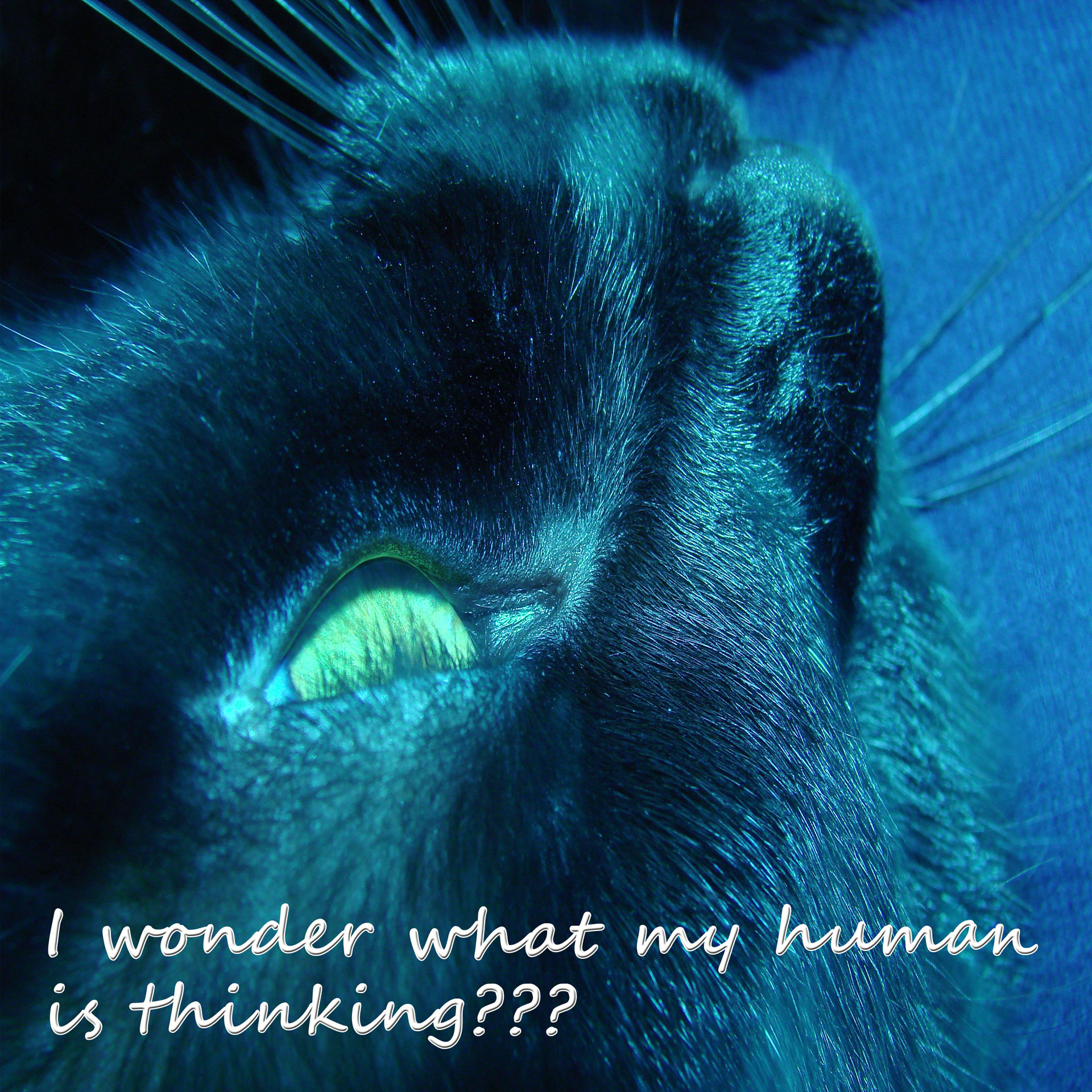 What Is My Human Thinking?