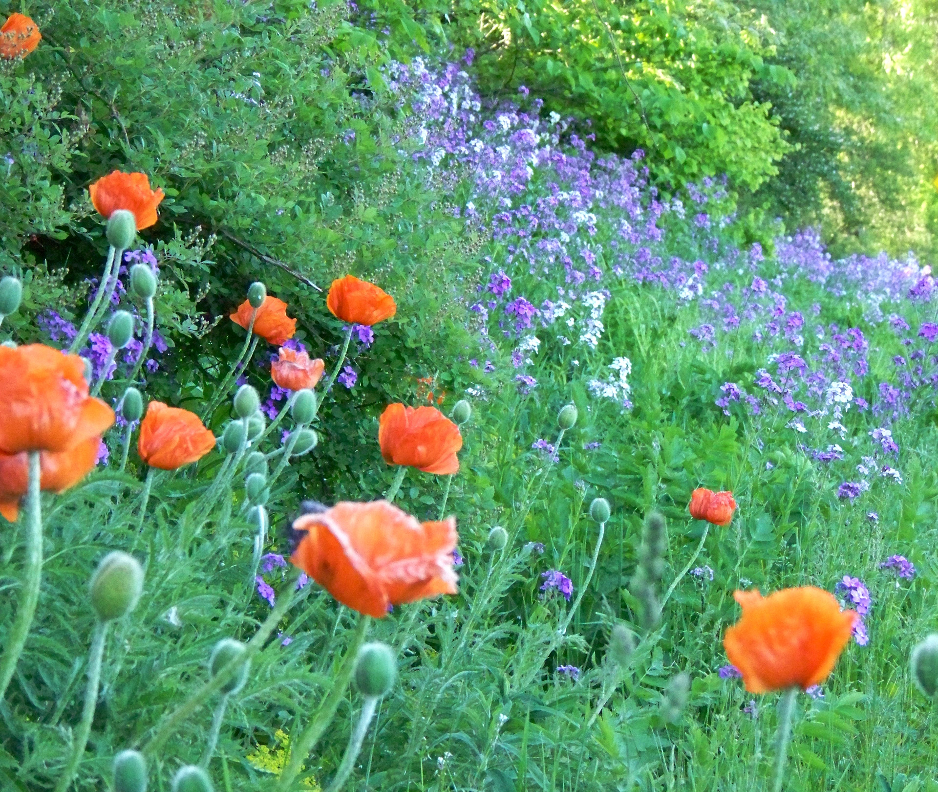 Wild Poppies And Flock
