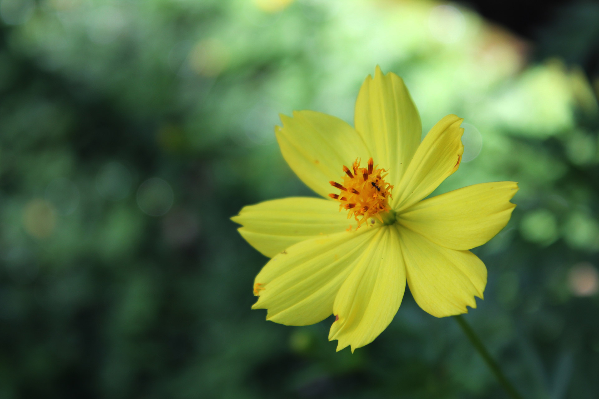 Yellow Flower Background 6 Free Stock Photo - Public Domain Pictures