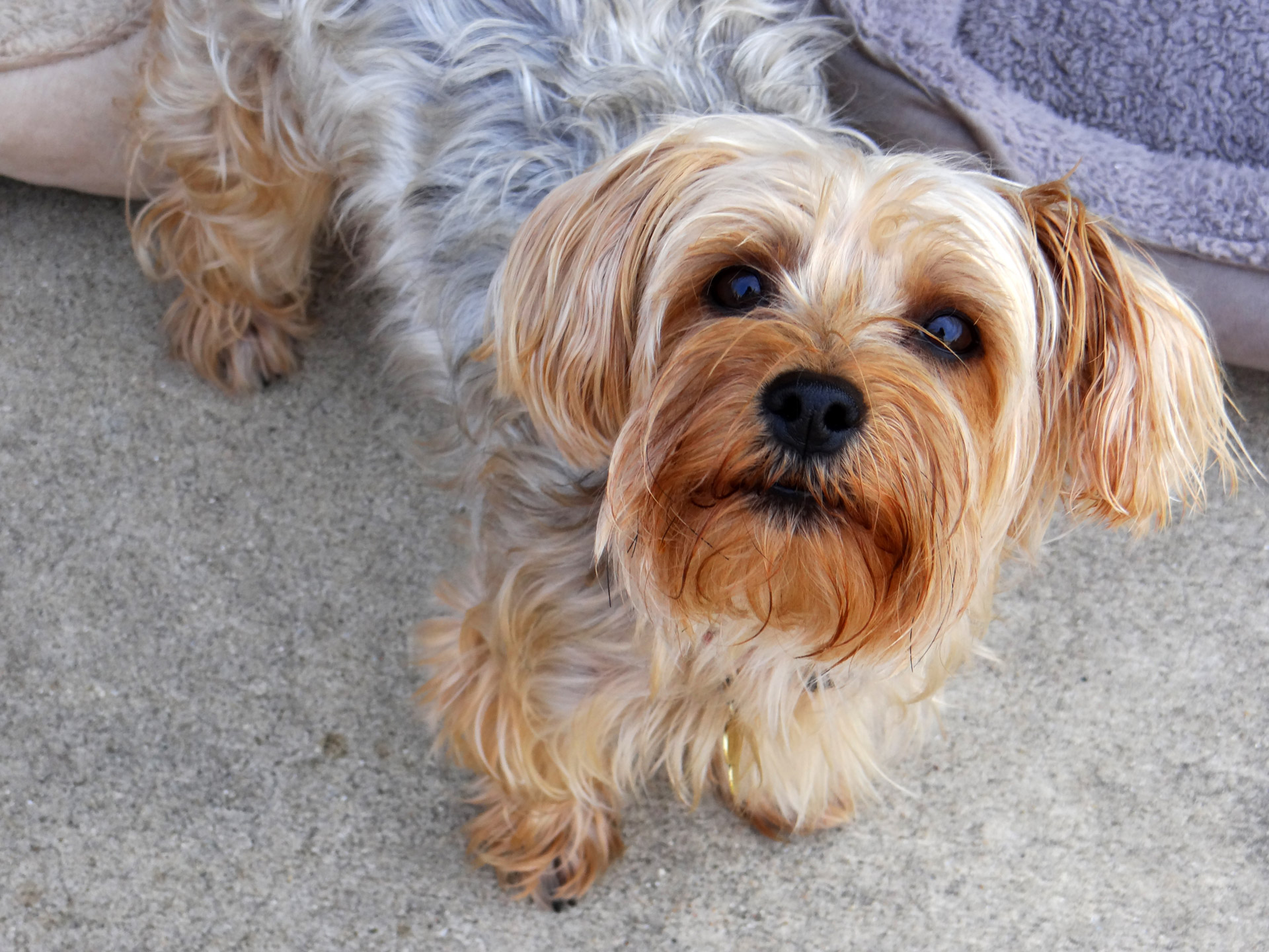 Pictures Of Yorkies 17