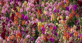 Field Of Ranunculus Flowers