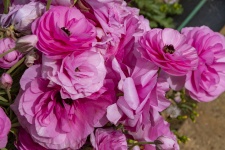Pink Ranunculus Flowers