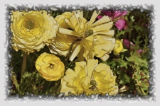 Ranunculus Yellow Flowers