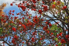 Red Coral Flowers On Branches