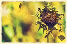Dried-up Sunflower