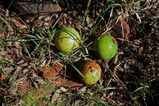 Fallen Round Monkey Orange Fruit