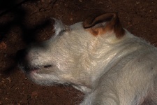 Parson's Jack Russell Fast Asleep