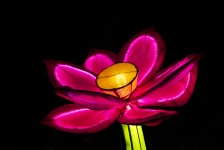Pink Lantern Flower On Black