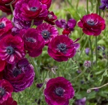 Purple Buttercup Flowers