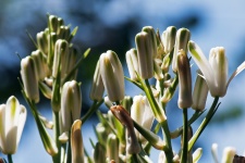White And Green Slime Lily Buds
