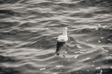 Seagull On The Water