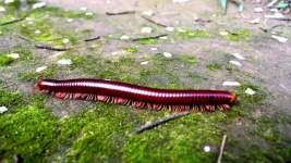 Close Up Of The Millipede