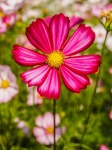 Flower Images Background