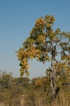 Tall Tree With Yellow Leaves