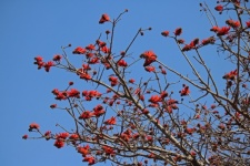 Coral Tree Covered In Red Flowers