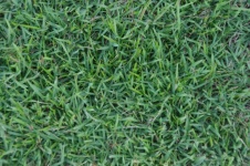Cut Green Grass Textured Background