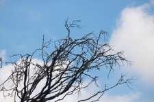 Dry Branches Against A Blue Sky
