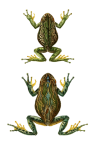 Frog Toad Amphibian Vintage