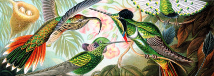 Haeckel&039;s Birds 002