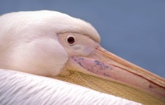 Pelican Pink Portrait Bird