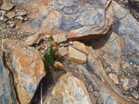 Prickly Pear Between Rock Slabs