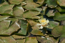 White Water Lily And Large Leaves