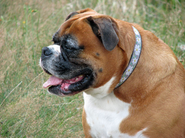 Get boxer puppies for sale in delaware or pennsylvania