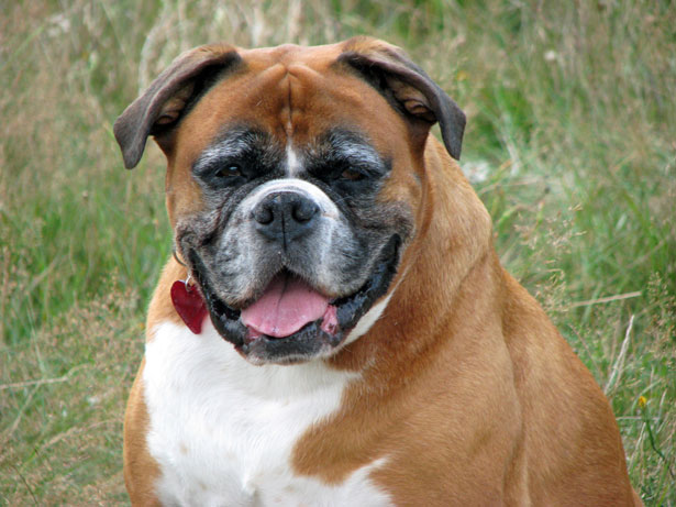 Get male boxer dog weight