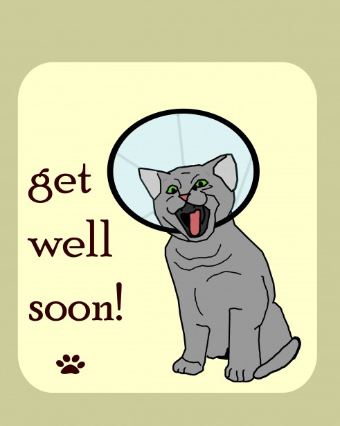 Cat Get Well Card Free Stock Photo Public Domain Pictures