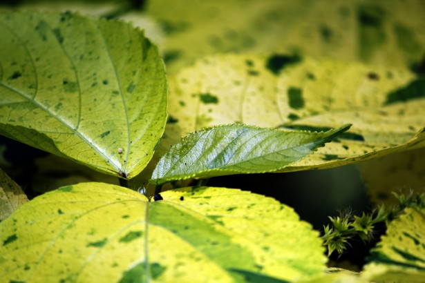 Leaves Free Stock Photo - Public Domain Pictures