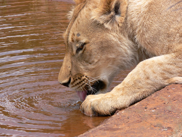 [Image: lioness-drinking.jpg]
