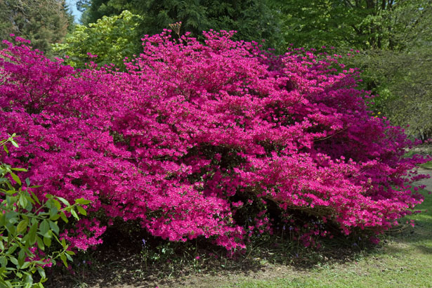 http://www.publicdomainpictures.net/pictures/40000/nahled/pink-flowers-on-bush.jpg