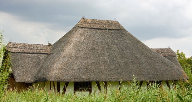 house insurance thatch