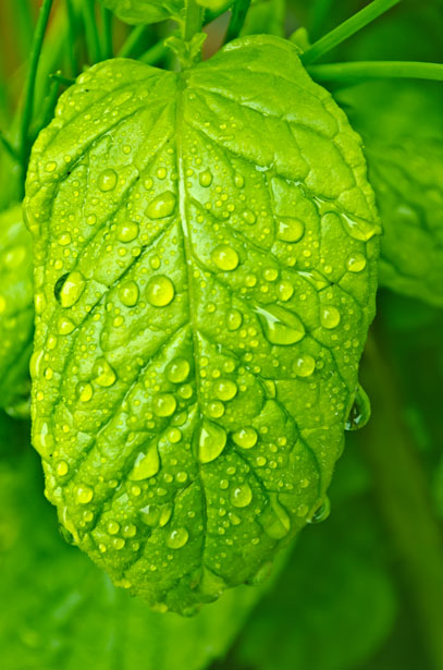 http://www.publicdomainpictures.net/pictures/40000/nahled/water-drops-on-the-leaf.jpg