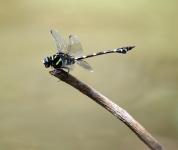 Black And Green Dragonfly