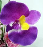 Fade Orchid Flower Purple