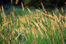 Grass Seed Background 2