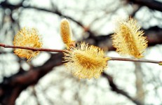 Willow Blooms