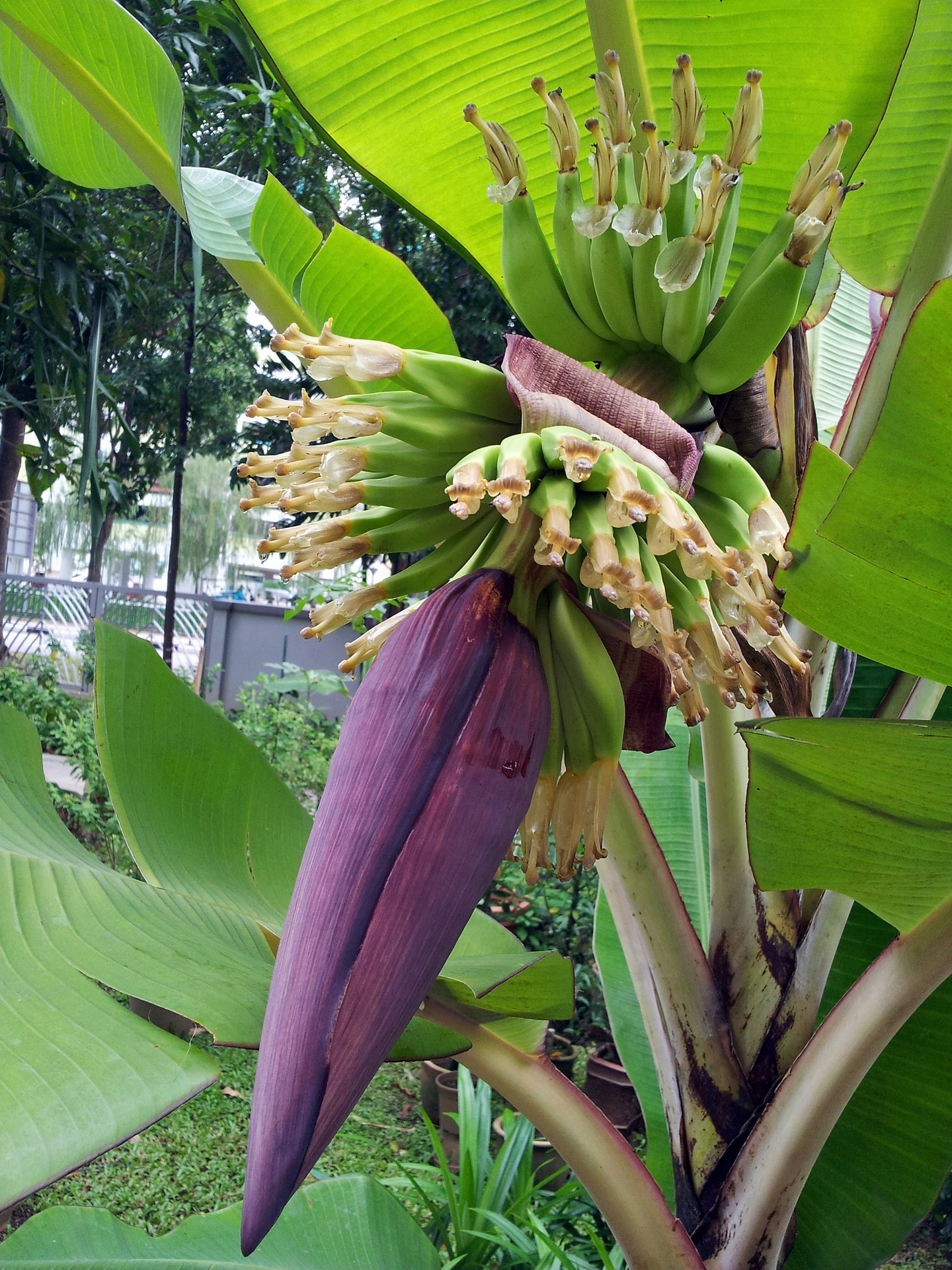 Banana Tree Flower Free Stock Photo - Public Domain Pictures